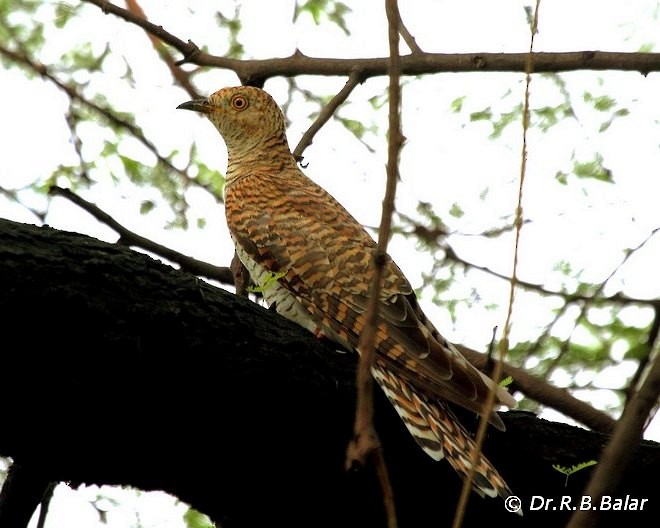 Common Cuckoo - ML377525281