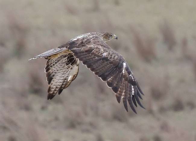 Bonelli's Eagle - ML377525611