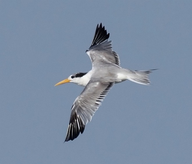 Lesser Crested Tern - jaysukh parekh Suman