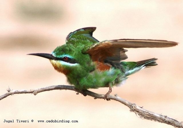 Blue-cheeked Bee-eater - ML377528521