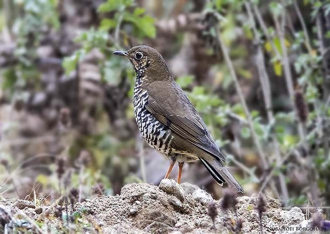 Alpine Thrush - Nobajyoti Borgohain