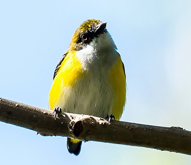 Yellow-sided Flowerpecker - Mohit Kumar Ghatak