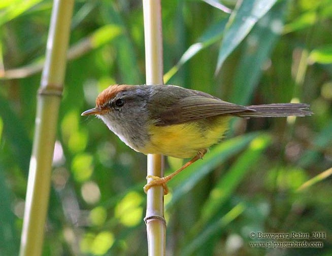 Broad-billed Warbler - ML377528821