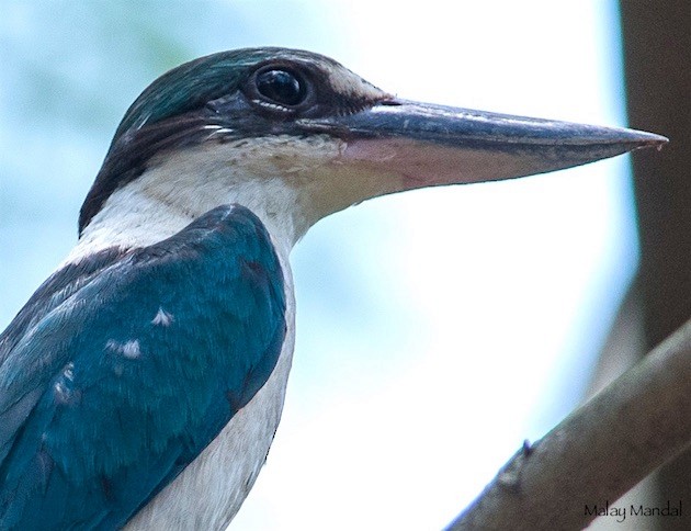 Collared Kingfisher (Oriental) - Malay Mandal
