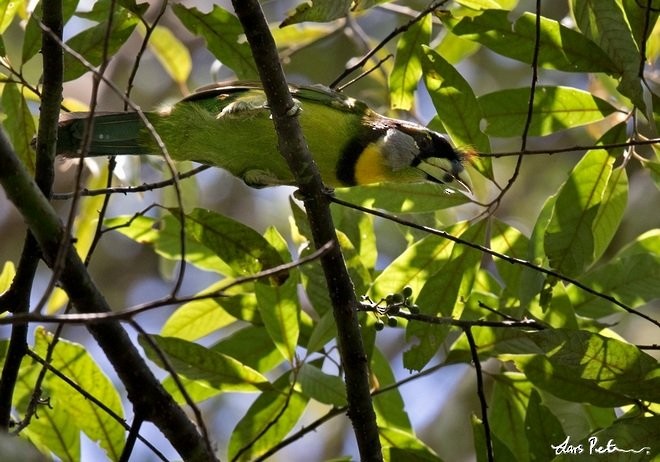 Fire-tufted Barbet - Lars Petersson | My World of Bird Photography