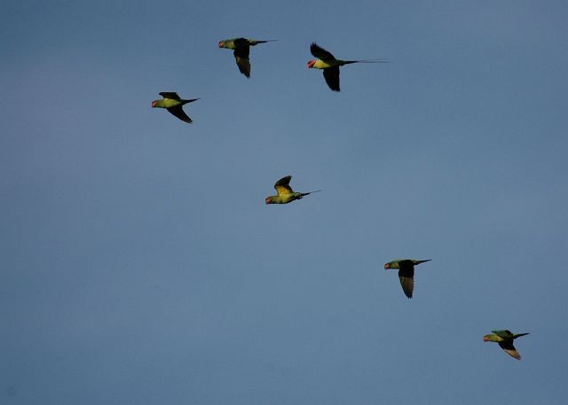 Long-tailed Parakeet (Long-tailed) - ML377529841