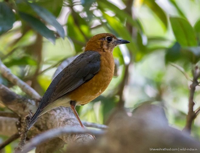 Orange-headed Thrush (Plain-winged) - ML377530651