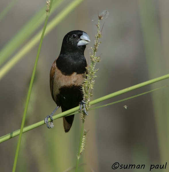 Tricolored x Chestnut Munia (hybrid) - ML377531161