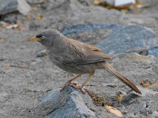 Jungle Babbler - Shrey Zala