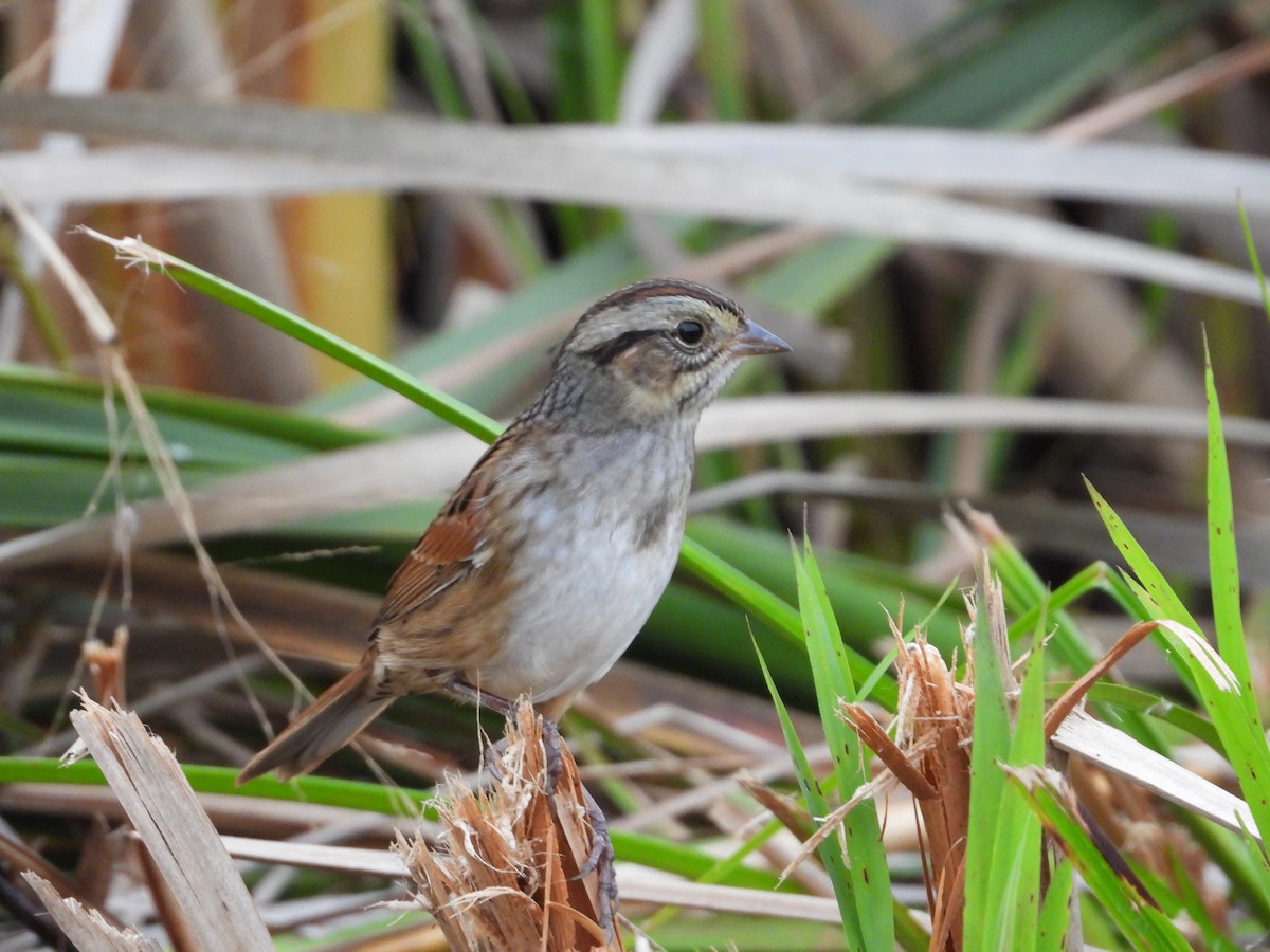 Swamp Sparrow - ML377531751