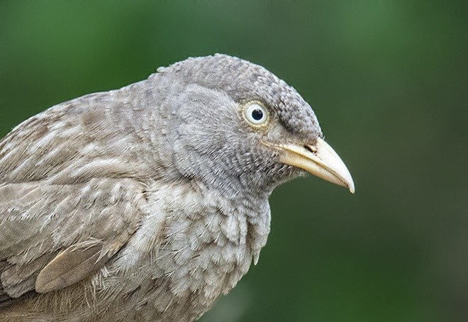 Jungle Babbler (Black-winged) - ML377531921