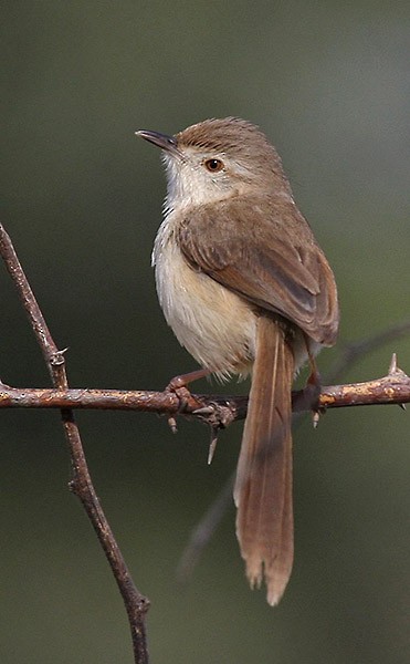 Plain Prinia - ML377532591