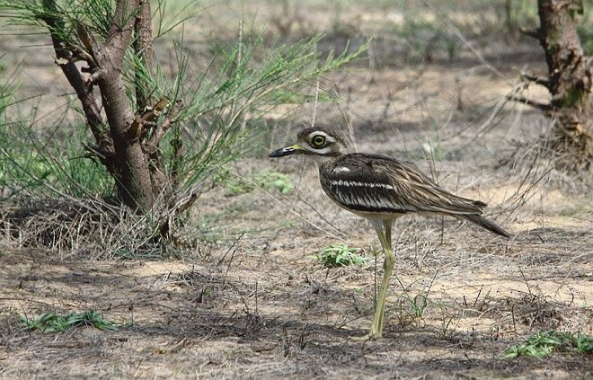 Indian Thick-knee - ML377533061