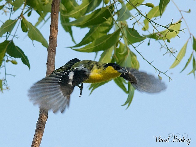 Common Iora - Pankaj Maheria