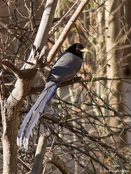 Yellow-billed Blue-Magpie - ML377533901