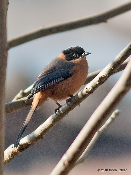 Rufous Sibia - ML377533911