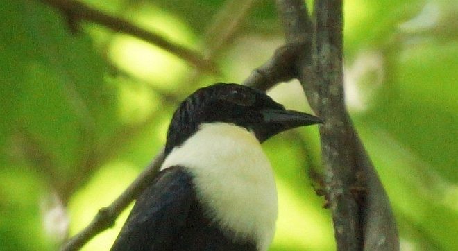 White-necked Myna (Northern) - ML377534541