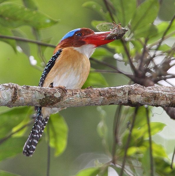 Banded Kingfisher (Banded) - ML377534701