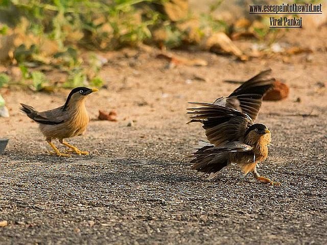 Brahminy Starling - ML377535701