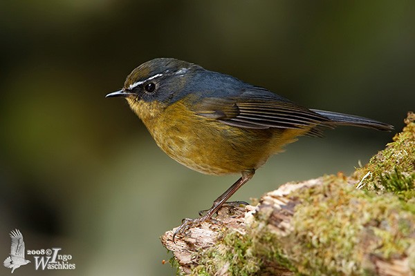 White-browed Bush-Robin - ML377536761