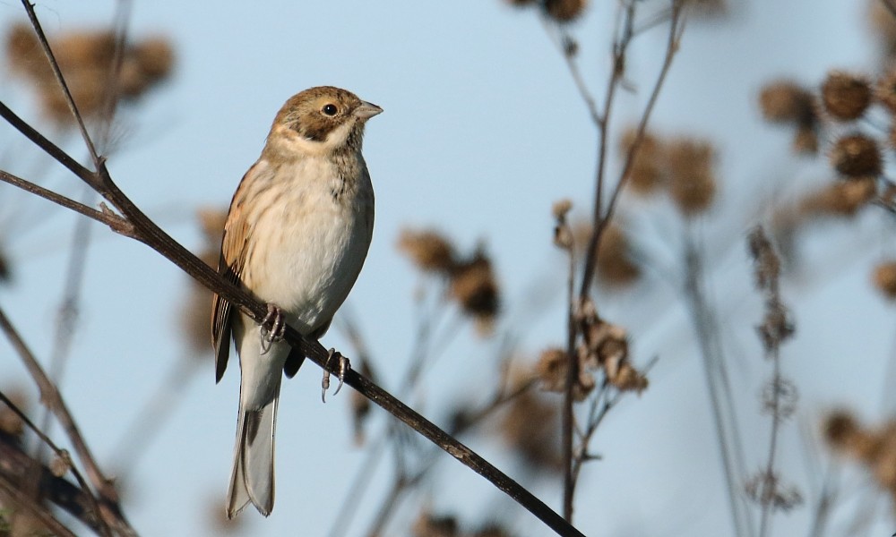 Reed Bunting - ML377537991