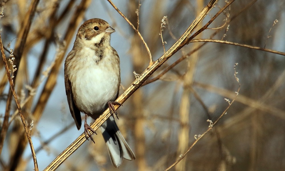 Reed Bunting - ML377538021