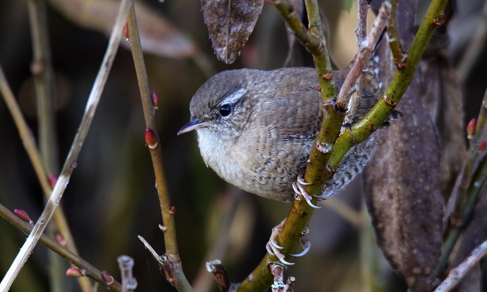 Eurasian Wren (Eurasian) - ML377538101