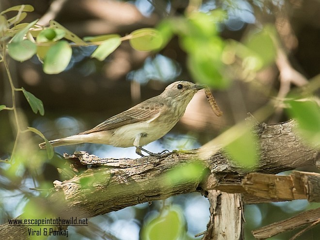 Spotted Flycatcher (Spotted) - ML377538111