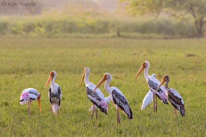 Painted Stork - ML377539621