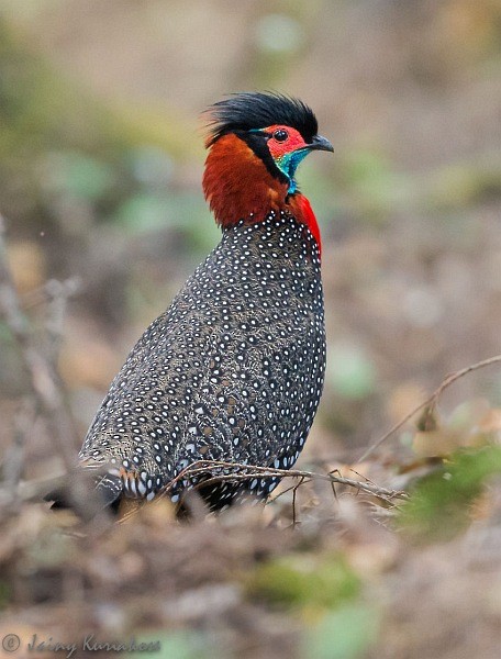 Western Tragopan - ML377539851