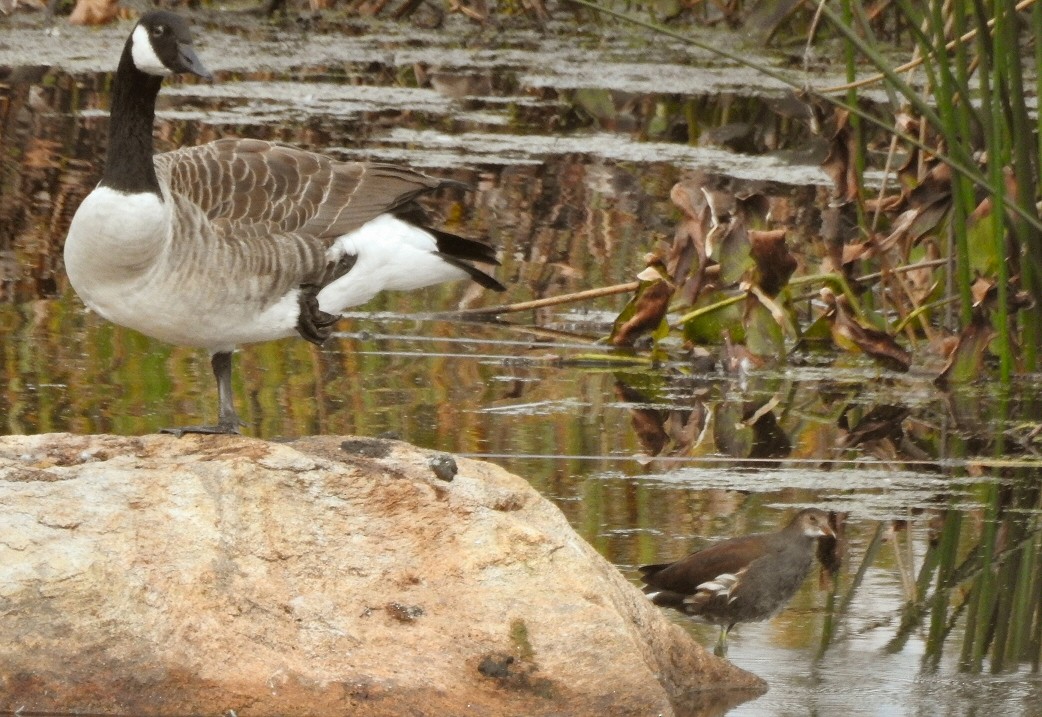 Common Gallinule - ML37754051