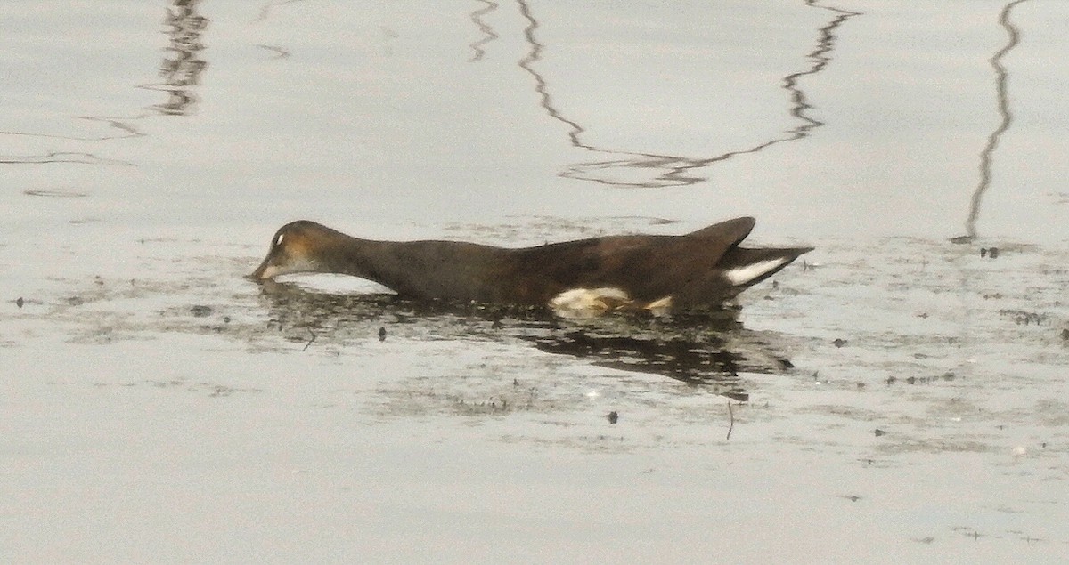 Common Gallinule - ML37754061