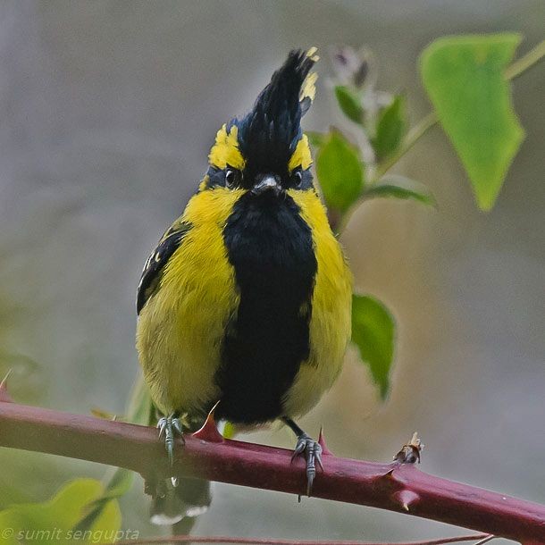 Mésange à joues jaunes - ML377542701