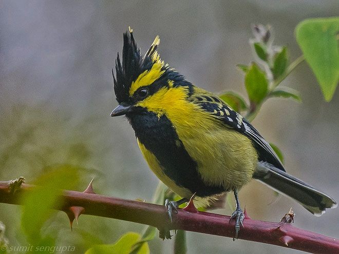 Mésange à joues jaunes - ML377542721