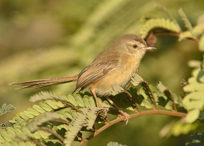 Plain Prinia - Avinash Sant