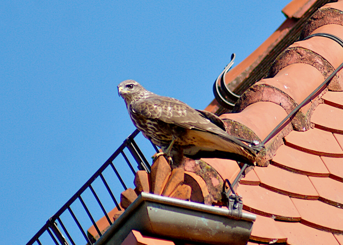 Common Buzzard - Anonymous