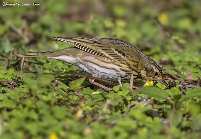 Olive-backed Pipit - ML377544871
