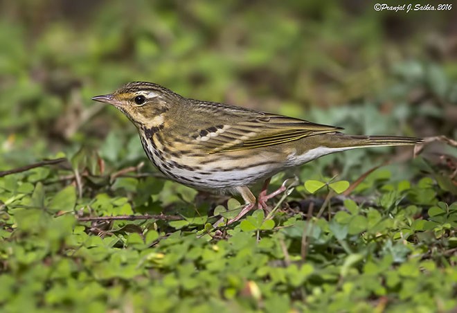 Olive-backed Pipit - ML377544901