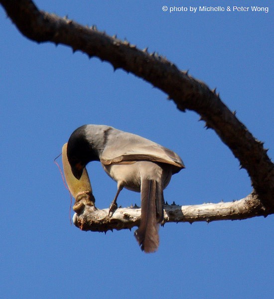 Hooded Treepie - ML377545331