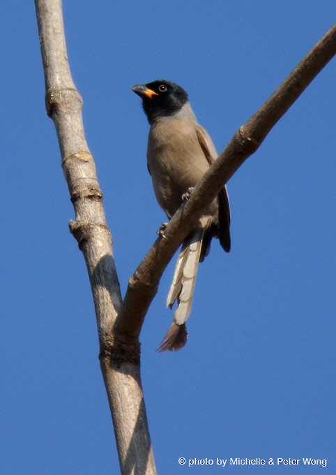 Hooded Treepie - ML377545351