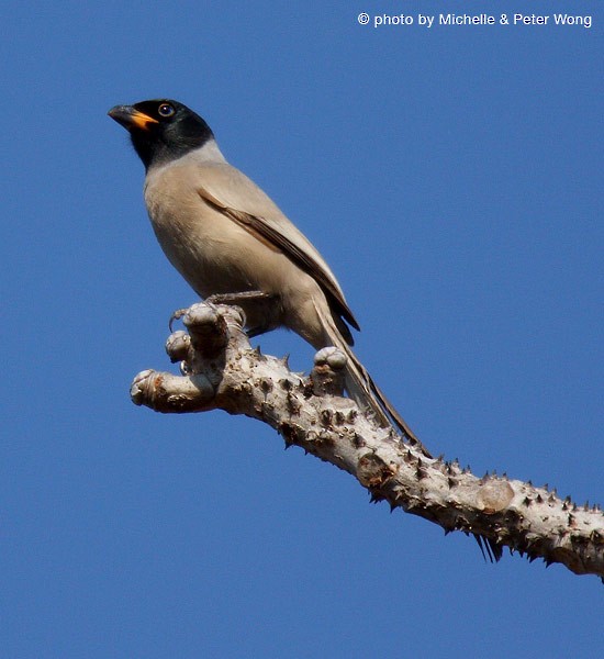 Hooded Treepie - ML377545361