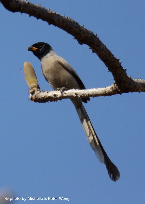 Hooded Treepie - Michelle & Peter Wong