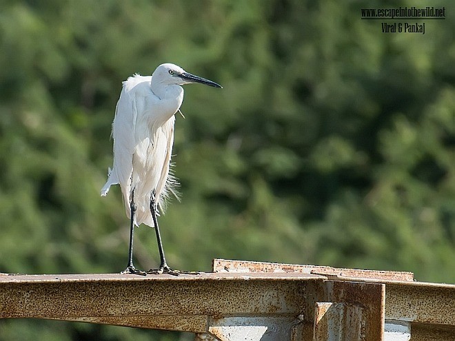 Little Egret (Western) - ML377545421