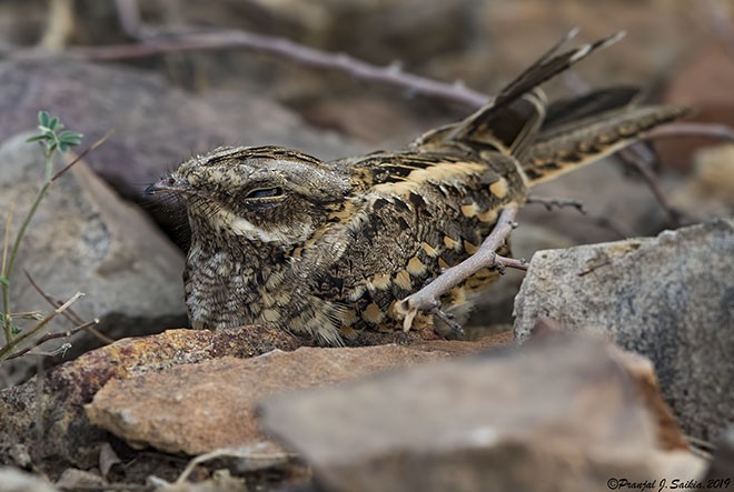 Indian Nightjar - ML377545791