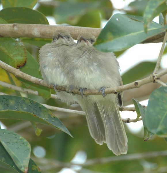 Streak-eared Bulbul - ML377546631