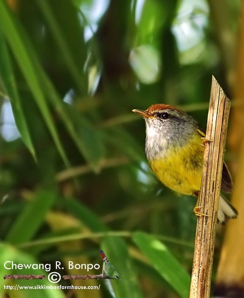 Broad-billed Warbler - ML377546781
