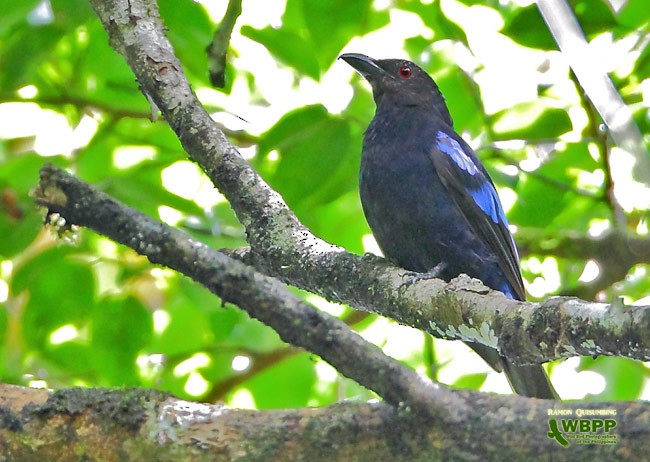 Philippine Fairy-bluebird - ML377547451