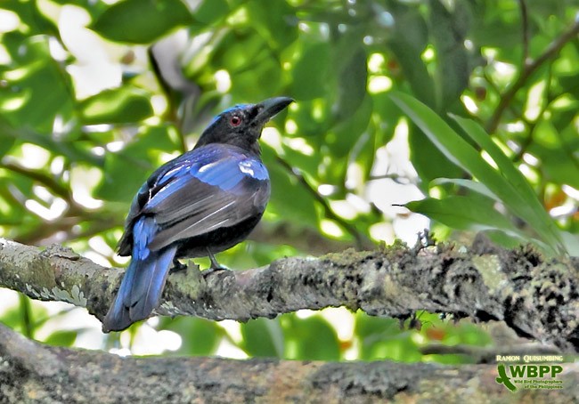 Philippine Fairy-bluebird - ML377547461