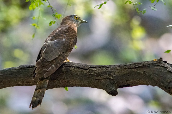 Common Hawk-Cuckoo - ML377547711