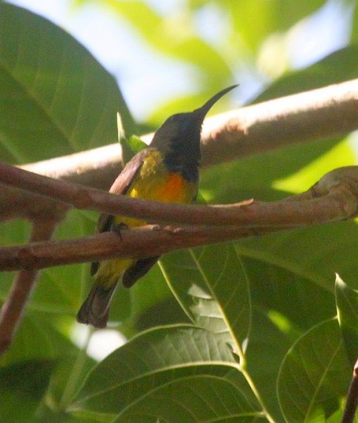 Apricot-breasted Sunbird - ML377548201